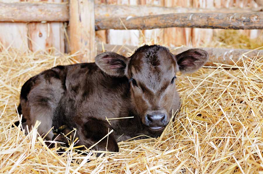 calf on straw