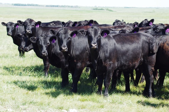 Group of black cows with purple tags, standing in a green field under a clear sky.