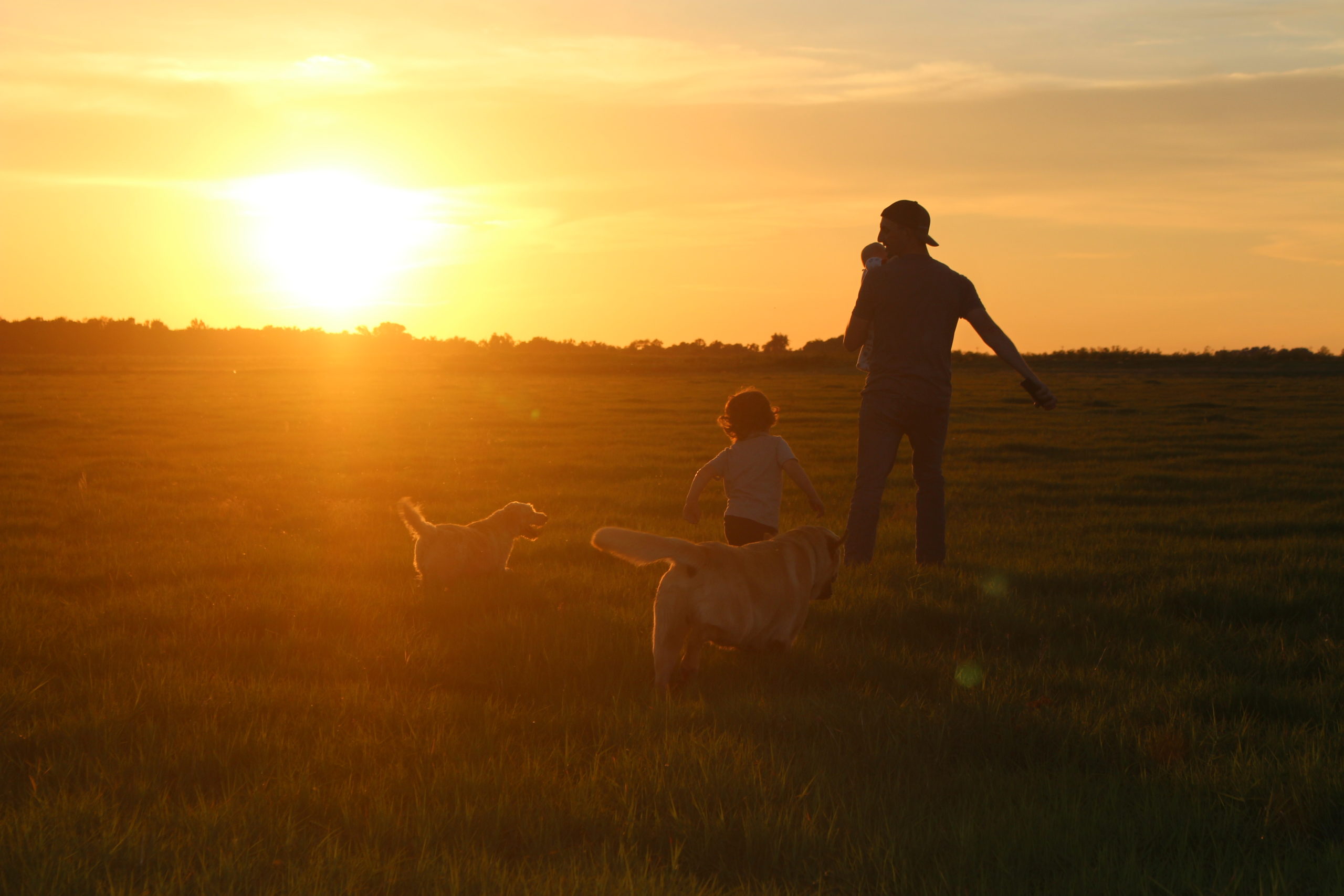 dogs and kids playing in park